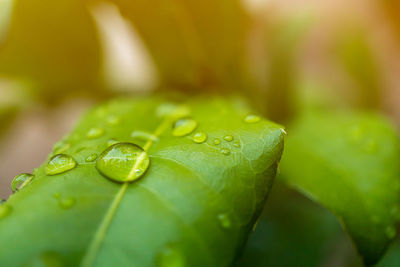 Close-up of water drops on leaves