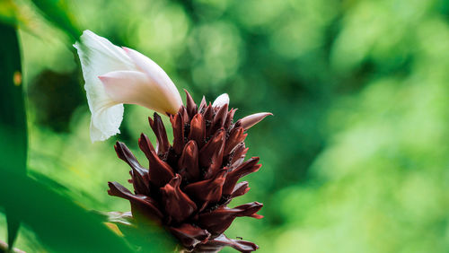 Close-up of flowering plant