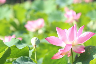 Close-up of pink water lily