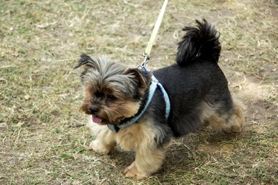 Dog looking away on field