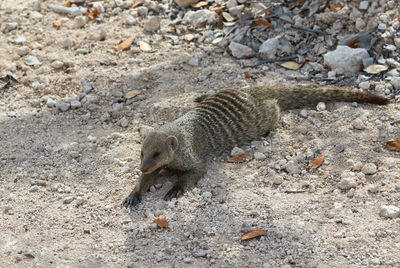 Banded mongoose in etosha national park