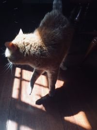 Cat lying on floor at home