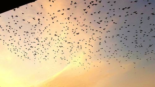 Low angle view of birds flying in sky