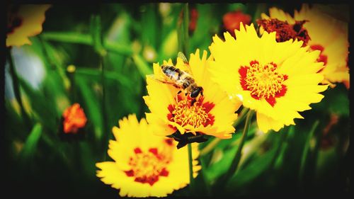 Close-up of bee on yellow flower