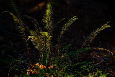 Close-up of fern growing on field