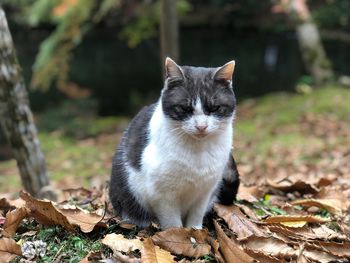 Portrait of a cat on field