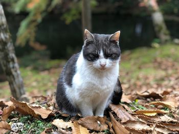 Portrait of a cat on field in japanese garden