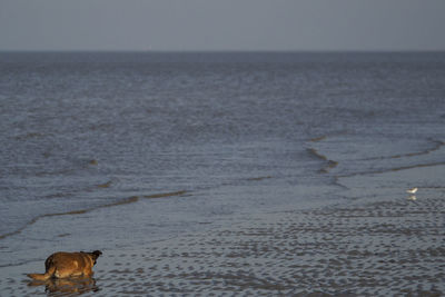 Dog in the sea