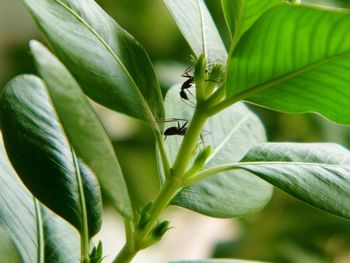 Close-up of insect on plant