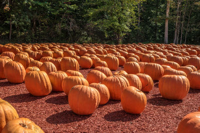 View of pumpkins on field