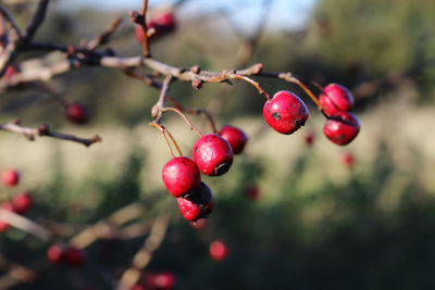 Close-up of red berries growing on tree