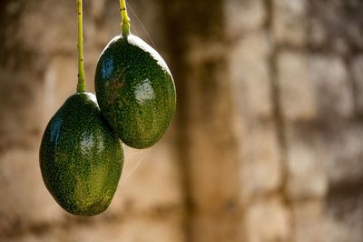 Close-up of fruits growing on tree