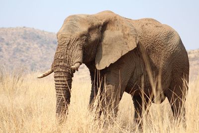 Side view of elephant standing on landscape against sky