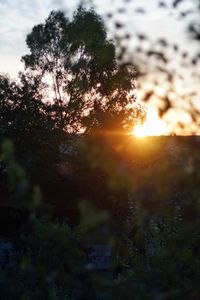 Trees against sky during sunset