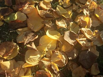 Full frame shot of dried leaves