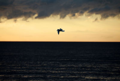 Silhouette bird flying over sea against sky