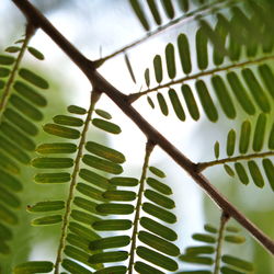 Close-up of palm tree leaves