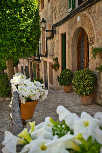 Potted plants in yard against building