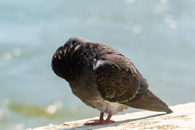 Pigeon stands on the concrete pole in the water sea
