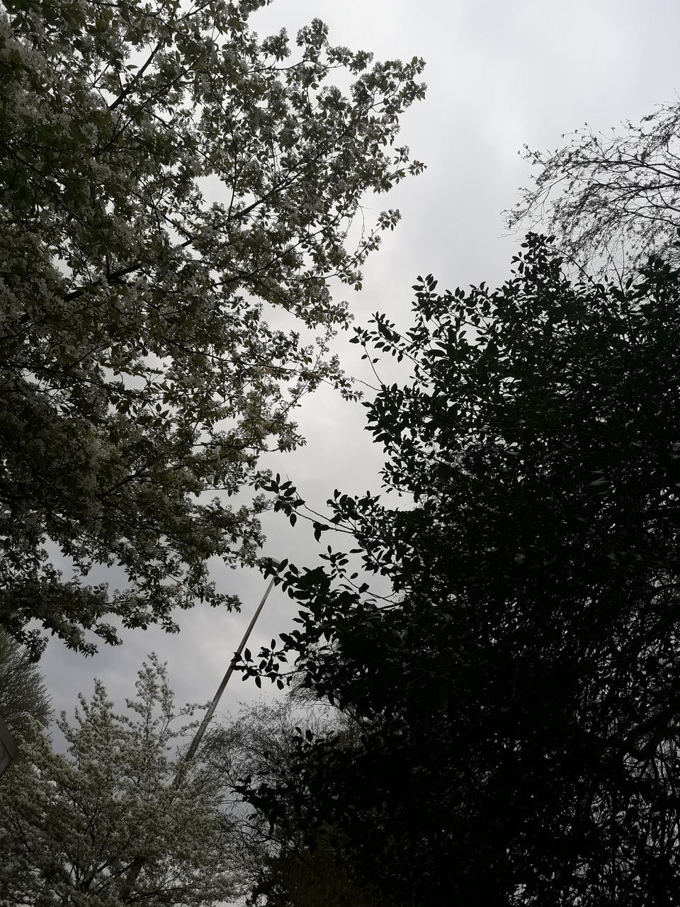 tree, plant, sky, low angle view, growth, tranquility, beauty in nature, no people, nature, cloud - sky, day, outdoors, branch, silhouette, tranquil scene, forest, scenics - nature, land, non-urban scene, tree canopy