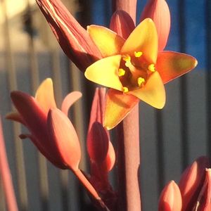 Close-up of tulips