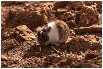 Close-up of rabbit