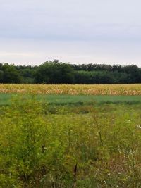 Scenic view of field against sky