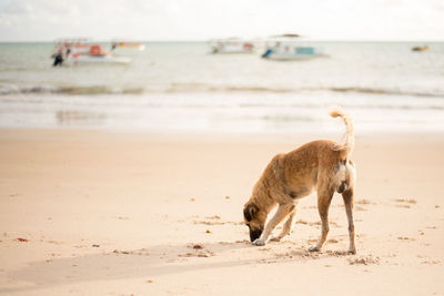 Dog on beach