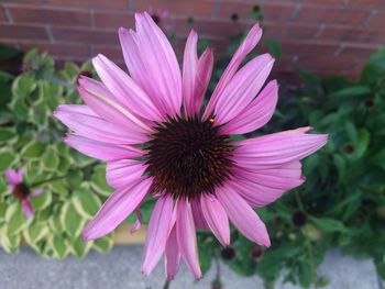 Close-up of pink flower