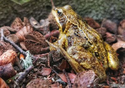 Close-up of frog on rock