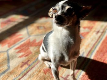 High angle portrait of dog at home