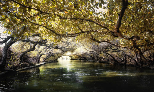 Scenic view of river amidst trees in forest