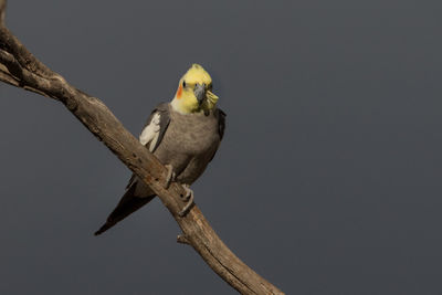 Close-up of bird perching on branch against clear sky