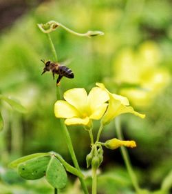 Close-up of insect on plant