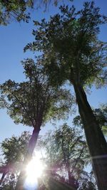 Low angle view of trees against sky on sunny day