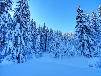 Snow covered pine trees against clear blue sky