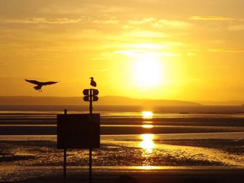 Seagull perching on sea against sky during sunset