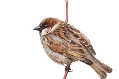 Close-up of bird perching on white background