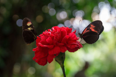 Close-up of red flower