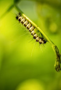 Close-up of insect on flower