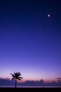 Silhouette palm trees against sky at night