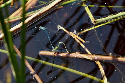 High angle view of insect on wet lake
