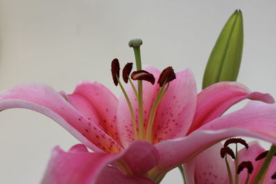 Close-up of pink day lily blooming outdoors