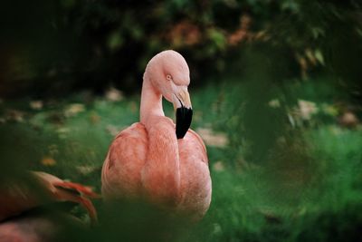 Close-up of a swan in water