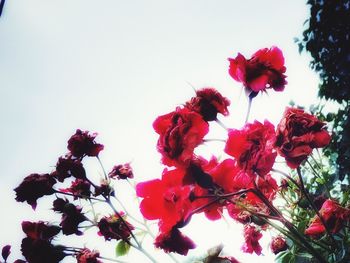 Low angle view of red flowers
