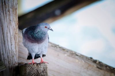 Close-up of pigeon perching on railing