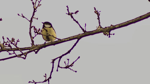 Low angle view of bird perching on bare tree against sky