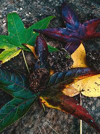 High angle view of dry maple leaves