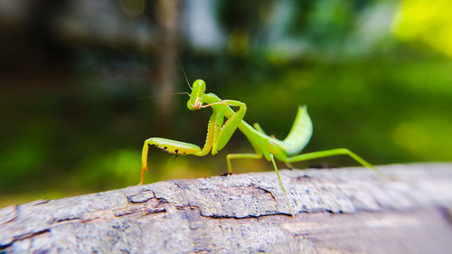 Grasshoppers behind the house in an aesthetic style