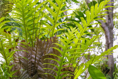 Close-up of green plant